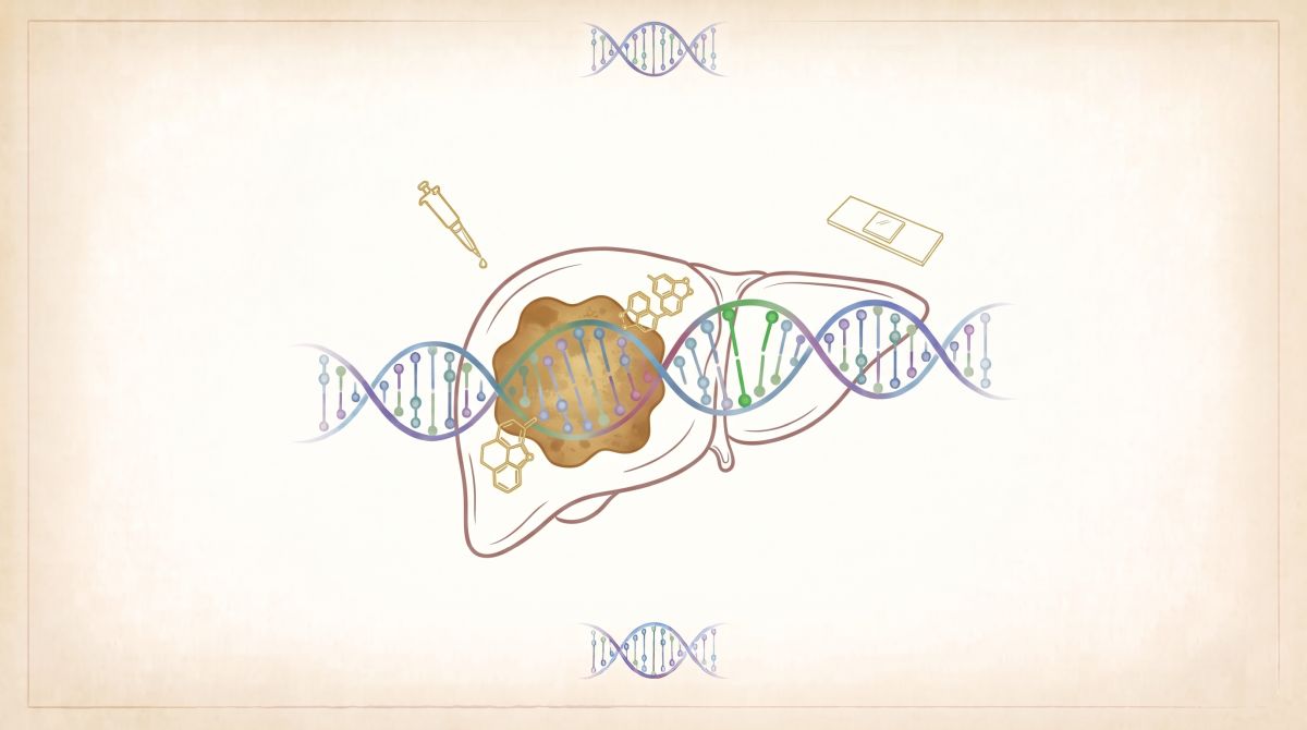 Ilustracja przedstawia rysunek wątroby z elementami DNA i sprzętem laboratoryjnym na jasnym tle.